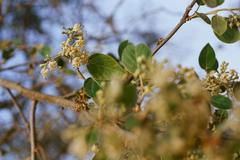 Cordia dichotoma